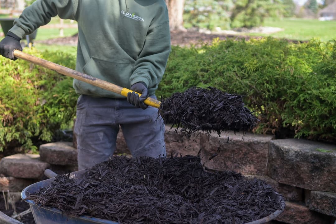 Gardener adding black mulch to a wheelbarrow for landscaping in a lush garden setting.
