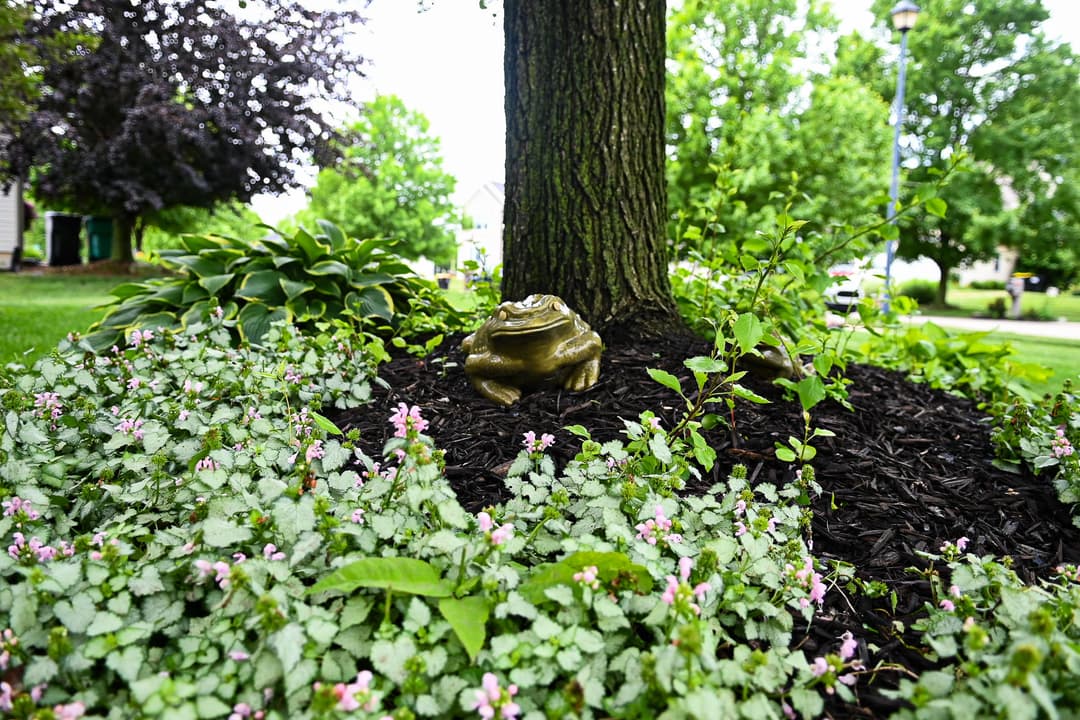 Bronze frog sculpture nestled among green plants and flowers at the base of a tree.