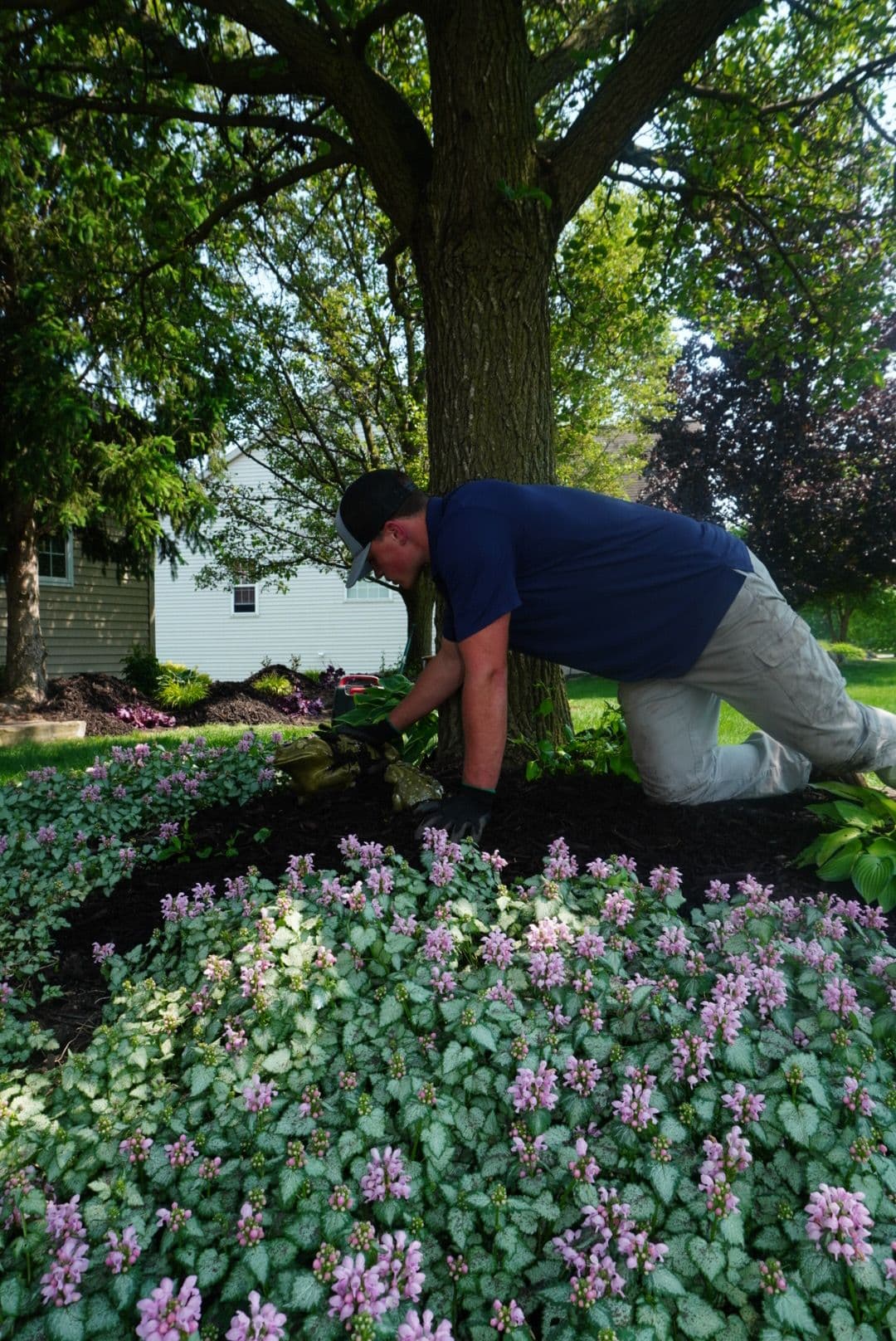 Man planting flowers in a garden bed with a tree and blooming ground cover in the background.